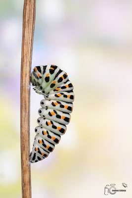 Schwalbenschwanz (Papilio machaon)