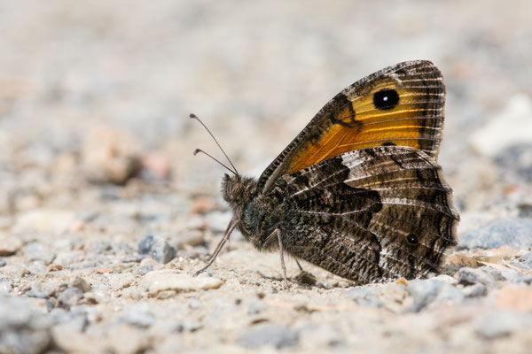 Ockerbindiger Samtfalter (Hipparchia semele)