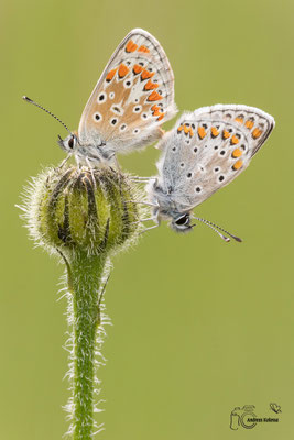 Sonnenröschen-Bläuling (Aricia agestis)