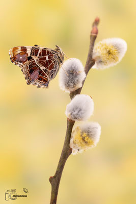 Landkärtchen (Araschnia levana)