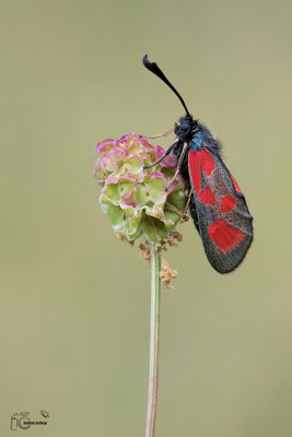 Beilfleck-Widderchen (Zygaena loti)