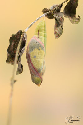 Hufeisenklee-Gelbling (Colias alfacariensis)