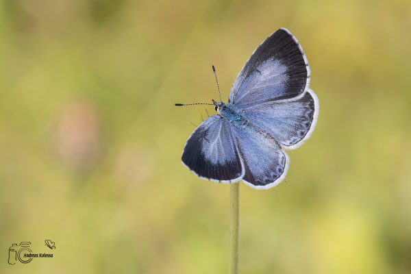 Faulbaum-Bläuling (Celastrina argiolus)