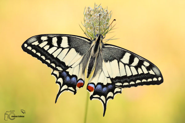 Schwalbenschwanz (Papilio machaon)