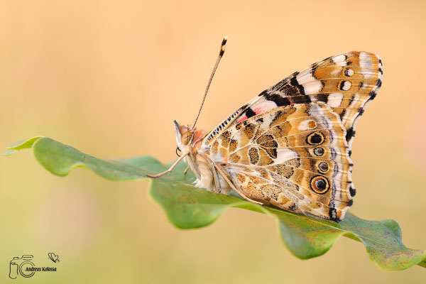 Distelfalter (Vanessa cardui)