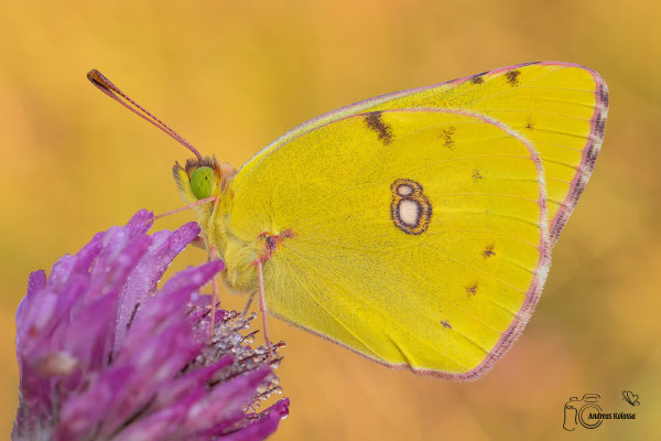 Postillion (Colias croceus)