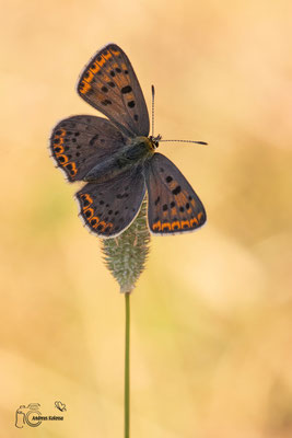 Brauner Feuerfalter (Lycaena tityrus)