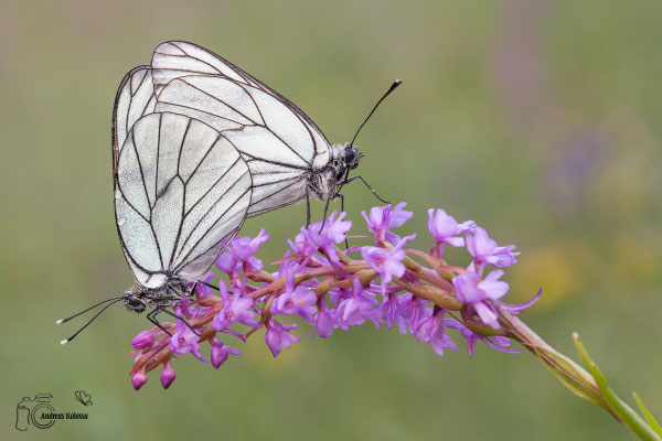 Baumweißling (Aporia crataegi)
