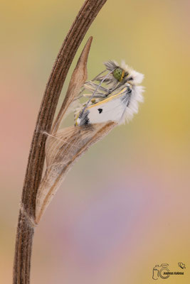 Aurorafalter (Anthocharis cardamines)