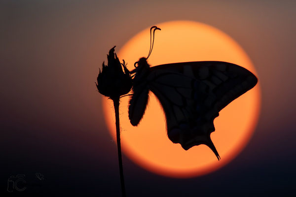 Schwalbenschwanz (Papilio machaon)