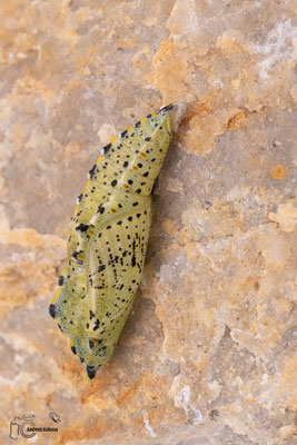 Großer Kohlweißling (Pieris brassicae)