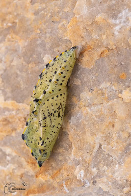 Großer Kohlweißling (Pieris brassicae)