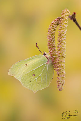 Zitronenfalter (Gonepteryx rhamni)