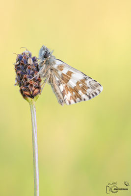 Mehrbrütiger Würfel Dickkopffalter (Pyrgus armoricanus)