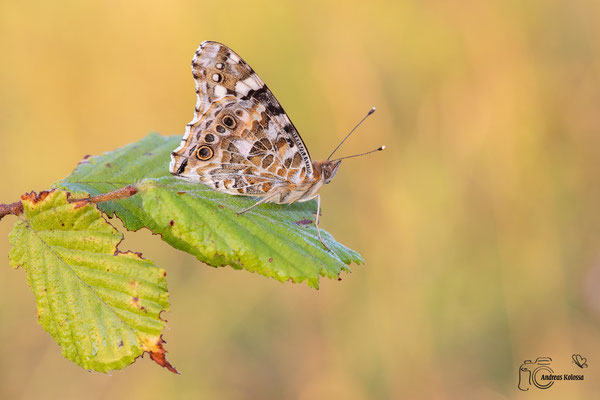 Distelfalter (Vanessa cardui)