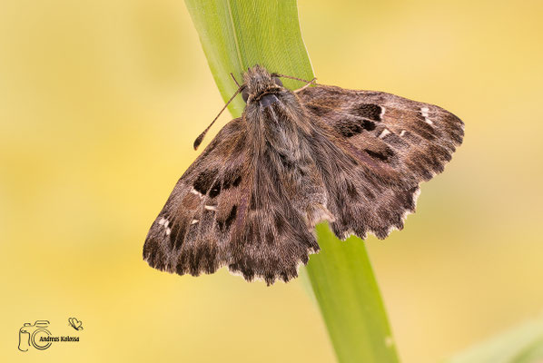 Malven Dickkopffalter (Carcharodus alceae)