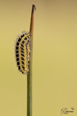 Sumpfhornklee-Widderchen (Zygaena trifolii)