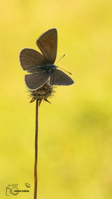 Rotklee-Bläuling (Polyommatus semiargus) 