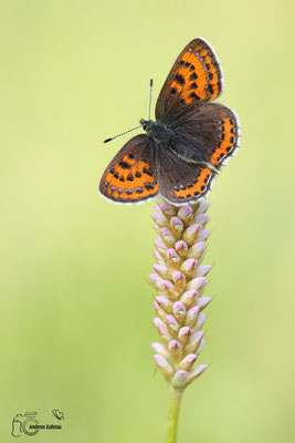 Blauschillernder Feuerfalter  (Lycaena helle)