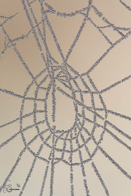 Spinnennetz mit Rauhreif
