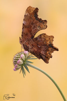 C-Falter (Polygonia c-album)
