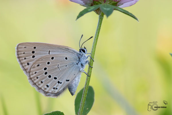 Heller Wiesenknopf Ameisenbläuling  (Phengaris teleius)