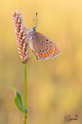 Lilagold Feuerfalter (Lycaena hippothoe)