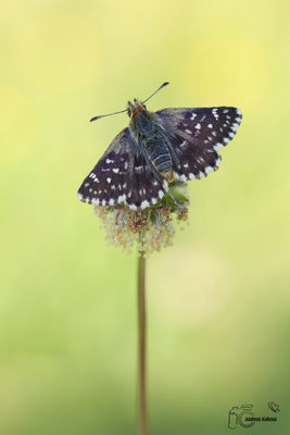 Roter Würfel Dickkopffalter (Spialia sertorius)