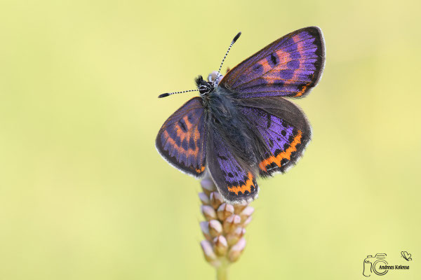 Blauschillernder Feuerfalter  (Lycaena helle)