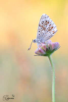 Silbergrüner-Bläuling (Polyommatus coridon)