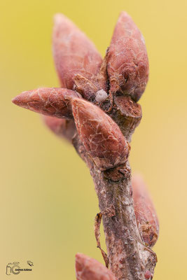 Blauer Eichen Zipfelfalter (Favonius quercus)