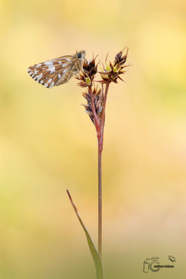 Kleiner Würfel Dickkopffalter  (Pyrgus malvae)