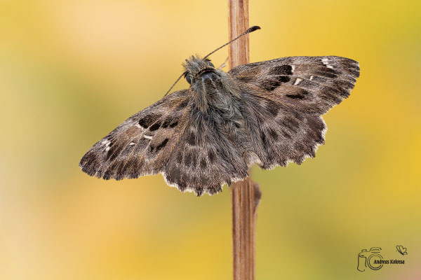 Malven Dickkopffalter (Carcharodus alceae)