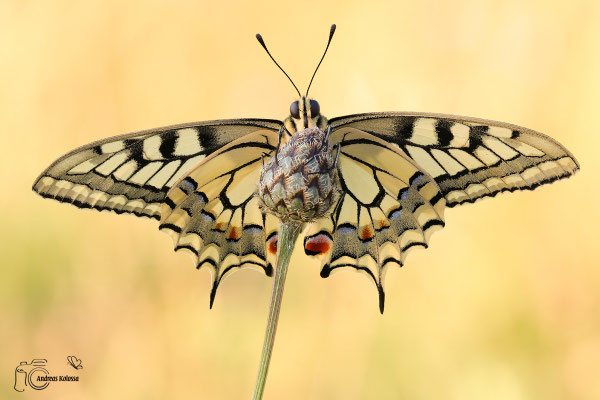 Schwalbenschwanz (Papilio machaon)