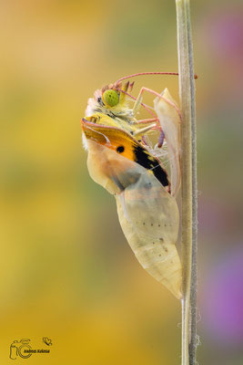 Postillion (Colias croceus)