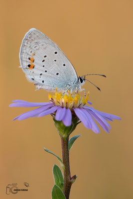 Kurzschwänziger-Bläuling (Cupido argiades)