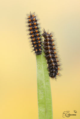 Roter Scheckenfalter (Melitaea didyma) 