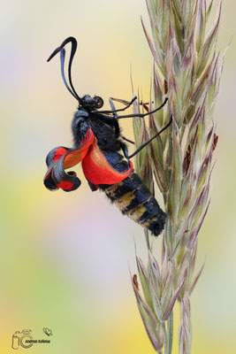 Sechsfleck-Widderchen (Zygaena filipendulae)