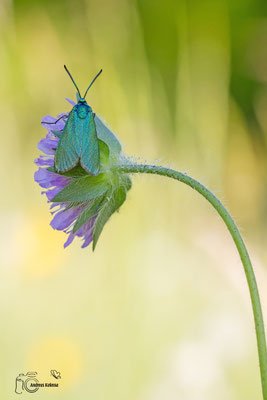 Ampfer Grünwidderchen (Adscita statices)