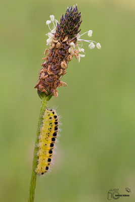 Sechsfleck-Widderchen (Zygaena filipendulae)