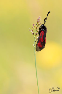 Thymian-Widderchen (Zygaena purpuralis)