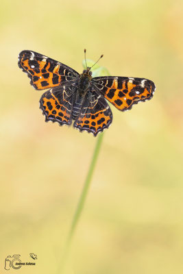 Landkärtchen (Araschnia levana)