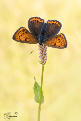 Lilagold Feuerfalter (Lycaena hippothoe)