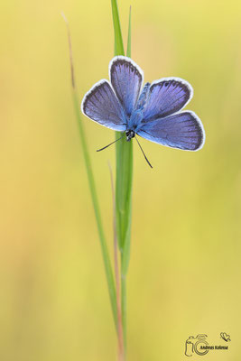 Argusbläuling (Plebejus argus)