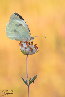 Großer Kohlweißling (Pieris brassicae)