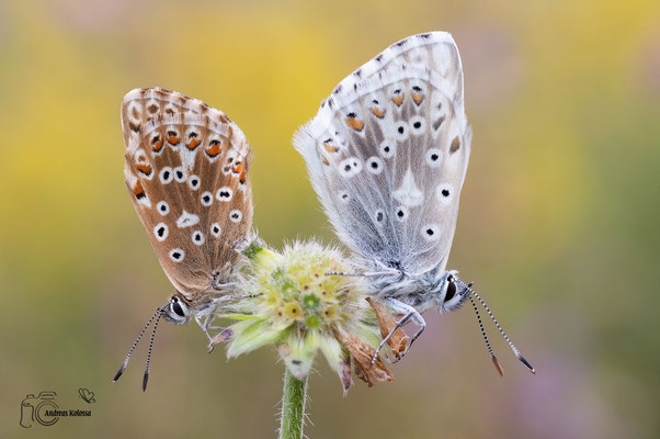Silbergrüner-Bläuling (Polyommatus coridon)