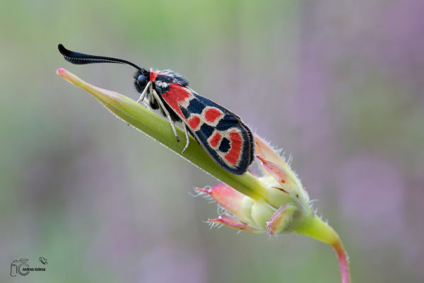 Bergkronwicken-Widderchen (Zygaena fausta)