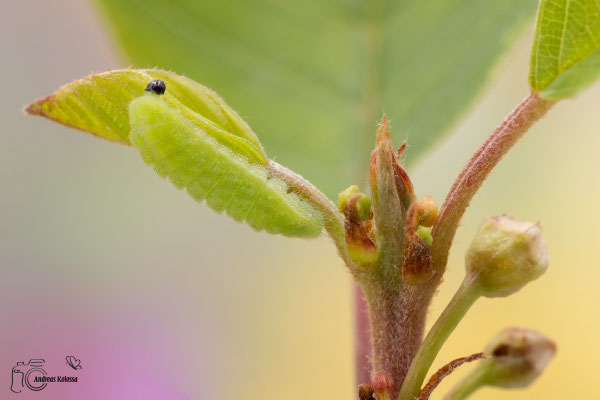 Faulbaum-Bläuling (Celastrina argiolus)