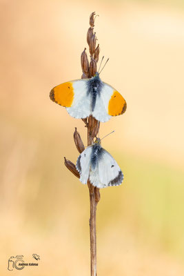 Aurorafalter (Anthocharis cardamines)