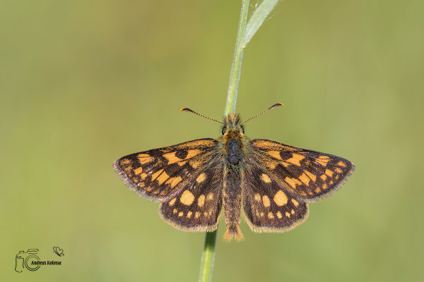 Gelbwürfeliger Dickkopffalter (Carterocephalus palaemon)